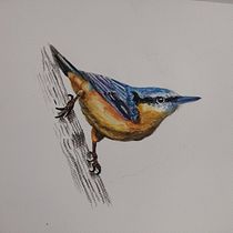 Trepador azul y garza azul. Ilustração tradicional, Pintura em aquarela, Desenho realista e Ilustração naturalista projeto de Laura - 11.07.2024