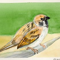 My project for course: Artistic Watercolor Techniques for Illustrating Birds. Traditional illustration, Watercolor Painting, Realistic Drawing, and Naturalistic Illustration project by Jiřina Soukupová - 07.17.2024