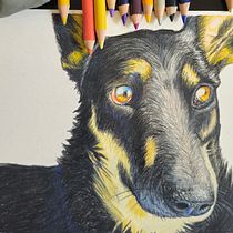 Mi proyecto del curso: Retratos de Mascotas en Lápices de Colores - Sami. Traditional illustration, and Naturalistic Illustration project by César Matamoros - 07.17.2024