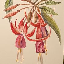 My project for course: Botanical Illustration with Watercolors. Traditional illustration, Fine Arts, Painting, Drawing, Watercolor Painting, and Botanical Illustration project by y7dfcnx8rv - 07.17.2024