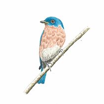 Eastern Bluebird study. Ilustração tradicional, Pintura em aquarela, Desenho realista e Ilustração naturalista projeto de Simone D'Eliso - 26.07.2024