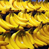 Mi proyecto del curso: Introducción a la IA con Python_Clasificador Bananas Buenas y Bananas Dañadas. Programming, Web Development, Artificial Intelligence, and AI programming project by Amir Espitia - 07.29.2024