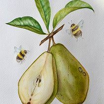 My project for course: Realistic Botanical Illustration: Escape to Nature. Painting, Watercolor Painting, Botanical Illustration, and Naturalistic Illustration project by Kateryna Koiliak - 08.04.2024