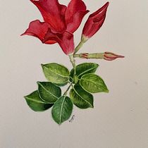 Mi proyecto es  Diplodemia. Traditional illustration, Fine Arts, Painting, Drawing, Watercolor Painting, and Botanical Illustration project by Angela Zambrano Merino - 08.21.2024