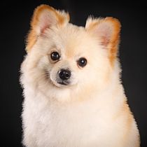 Mi proyecto del curso: Introducción a la fotografía de perros. Un projet de Photographie, Photographie de studio, Photographie documentaire, Photographie lifest, le , et Photographie intérieure de torresemely964 - 16.08.2024