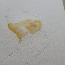 My project for course: Artistic Watercolor Techniques for Illustrating Birds. Traditional illustration, Watercolor Painting, Realistic Drawing, and Naturalistic Illustration project by Petter Fetz - 08.18.2024