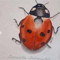 Il mio progetto del corso: Acquerello botanico del mondo naturale. Artes plásticas, Pintura, Pintura em aquarela, Ilustração botânica e Ilustração naturalista projeto de Antonio Maiorelli - 17.08.2024