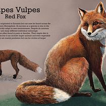 My project for course: Naturalist Animal Illustration with Procreate Ein Projekt aus dem Bereich Traditionelle Illustration, Digitale Illustration, Realistische Zeichnung und Naturalistische Illustration von Suzanna Watkinson - 18.08.2024