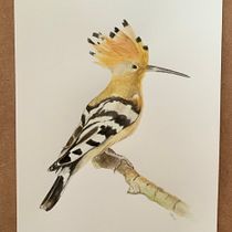 Mi proyecto del curso: Ilustración naturalista de aves con acuarela. Ilustração tradicional, Pintura em aquarela, Desenho realista e Ilustração naturalista projeto de M.Belen - 19.08.2024