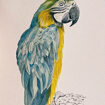 Meu projeto do curso: Ilustração naturalista de aves com aquarela - Arara canindé. Ilustração tradicional, Pintura em aquarela, Desenho realista e Ilustração naturalista projeto de estudio.tandarahoffmann - 19.08.2024