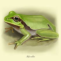 Mi proyecto del curso: Ilustración naturalista de animales con Procreate Ein Projekt aus dem Bereich Digitale Illustration, Realistische Zeichnung, Naturalistische Illustration und Traditionelle Illustration von alexbeamonte23 - 28.08.2024