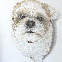 Mi proyecto del curso: Retratos de Mascotas en Lápices de Colores. Traditional illustration, and Naturalistic Illustration project by Guillermo Alvarez Alarcon - 01.11.2024