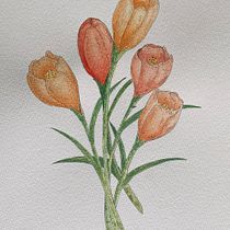 Mi proyecto del curso: Ilustración de la naturaleza con acuarela y plumilla. Botanical Illustration, Drawing, Fine Arts, Traditional illustration, Painting, and Watercolor Painting project by Angélica Concepción - 09.09.2024