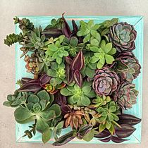 Mi proyecto del curso: Diseño y creación de composiciones botánicas. Een project van L, scaping,  Interieurdecoratie, DIY, Interieurontwerp y Bloem- en plantenschikken van a.loboromo - 10.09.2024