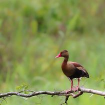 Fotos de la naturaleza. Un proyecto de Fotografía digital, Fotografía en exteriores, Composición fotográfica, Fotografía, Post-producción fotográfica		 y Redes Sociales de Juan Cajar - 05.09.2024