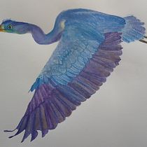 Mi proyecto del curso: Ilustración naturalista de aves con acuarela. Desenho realista, Ilustração tradicional, Pintura em aquarela, Ilustração naturalista, Design, e Pintura projeto de Verónica De la Hoz Bejarano - 11.09.2024