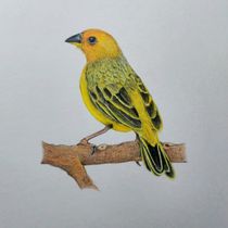 Meu projeto do curso: Pintura em aquarela: arte de aves e fauna naturalista. Un proyecto de Dibujo, Bellas Artes, Ilustración naturalista				, Dibujo a lápiz, Dibujo realista y Pintura a la acuarela de thayanepatusco - 11.07.2024