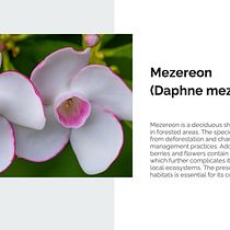 My project from the course: Creating presentations using AI. Un projet de Intelligence Artificielle , et Conception IA de Ewa Doroszenko - 18.09.2024