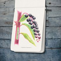 My project for course: Botanical Illustration with Watercolors. Fine Arts, Drawing, Traditional illustration, Painting, Watercolor Painting, and Botanical Illustration project by humanetiger - 09.20.2024