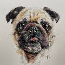 My project for course: Pet Portraits in Colored Pencils. Traditional illustration, and Naturalistic Illustration project by Ekaterina Boga - 09.20.2024