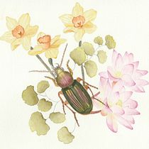 Mi proyecto del curso: Dibujo y composición naturalista en acuarela. Drawing, Traditional illustration, Naturalistic Illustration, and Watercolor Painting project by Pamela Casas Barría - 10.03.2024