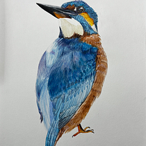 Mi proyecto del curso: Ilustración naturalista de aves con acuarela. Desenho realista, Ilustração tradicional, Pintura em aquarela e Ilustração naturalista projeto de Jorge Javier Cruz Florín - 07.10.2024