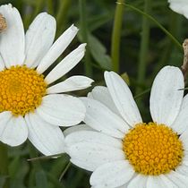 Mi proyecto del curso: Fotografía de viajes con smartphone para principiantes. Een project van Fotografie voor Instagram, Mobiele fotografie, Buitenfotografie y Fotografie van Ora Tovar - 21.09.2024