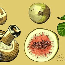 Mi proyecto del curso: Ilustración botánica: del cuaderno a la lámina. Botanical Illustration, Drawing, Traditional illustration, Ink Illustration, Sketchbook, and Sketching project by Karime Reyes - 10.20.2024