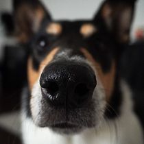Wandering the world and a picture of a dog. Photographic Composition, Photograph, and Digital Photograph project by Paola Scholl - 10.24.2024