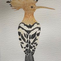 Il mio progetto del corso: Illustrazione naturalistica di uccelli con acquerello. Desenho realista, Ilustração tradicional, Pintura em aquarela e Ilustração naturalista projeto de luoni_federica - 26.10.2024