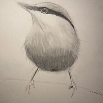 My project for course: Artistic Watercolor Techniques for Illustrating Birds. Traditional illustration, Watercolor Painting, Realistic Drawing, and Naturalistic Illustration project by radka_janczykova - 10.29.2024