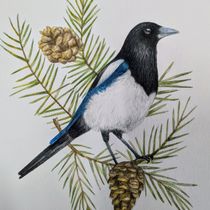 Mi proyecto del curso: Acuarelas: arte realista de aves y naturaleza. Un proyecto de Dibujo, Bellas Artes, Ilustración naturalista				, Dibujo a lápiz, Dibujo realista y Pintura a la acuarela de Constanza Herrera erber - 09.11.2024