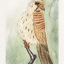 Mein Abschlussprojekt für den Kurs: Naturalistische Aquarellillustration von Vögeln. Desenho realista, Ilustração tradicional, Pintura em aquarela e Ilustração naturalista projeto de Christian Gutknecht - 10.11.2024