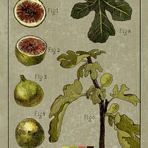My project for course: Botanical Illustration: From Notebook to Print. Botanical Illustration, Drawing, Traditional illustration, Ink Illustration, Sketchbook, and Sketching project by olesyaproector - 11.10.2024