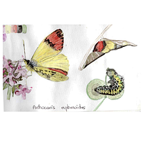 Mon projet du cours : Carnet de voyage illustré : représentez la nature. Drawing, Naturalistic Illustration, Pencil Drawing, Sketchbook, and Watercolor Painting project by p.m.guinchard - 11.16.2024