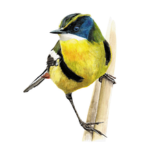 Mi proyecto del curso: Ilustración naturalista de aves con acuarela. Desenho realista, Ilustração tradicional, Pintura em aquarela e Ilustração naturalista projeto de nunezmolinamarcelo - 18.11.2024