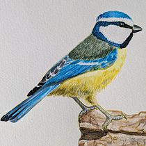 Mi proyecto: Herrerillo común y Jilguero. ¿Consejos?. Desenho realista, Ilustração tradicional, Pintura em aquarela e Ilustração naturalista projeto de raquelpedrui - 21.11.2024