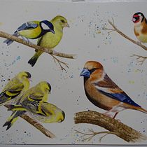Il mio progetto del corso: Acquerello artistico per illustrazione di animali: gli uccelli. Traditional illustration, Watercolor Painting, Realistic Drawing, and Naturalistic Illustration project by pensione.la.pergola - 11.21.2024