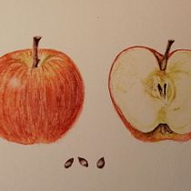 Mi proyecto del curso: Acuarela botánica: ilustra el arte y la ciencia. Botanical Illustration, Drawing, Fine Arts, Traditional illustration, Painting, and Watercolor Painting project by dolores_capdevila_1 - 11.24.2024