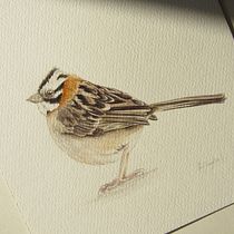 Gorrión Copetón (Zonotrichia capensis)_Luz Angélica Sánchez. Desenho realista, Ilustração tradicional, Pintura em aquarela e Ilustração naturalista projeto de angeliicasaanchez - 28.11.2024