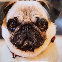 Pug. Drawing project by Gloria G Fdez - 12.02.2024