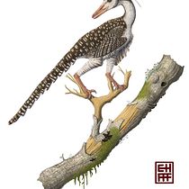 Mi proyecto del curso: Ilustración naturalista de animales con Procreate  Ein Projekt aus dem Bereich Realistische Zeichnung, Traditionelle Illustration, Digitale Illustration und Naturalistische Illustration von Cristopher León - 28.11.2024