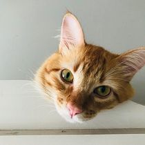 Meus Gatos e a minha arte. Photograph project by Valeria Poletti - 12.03.2024