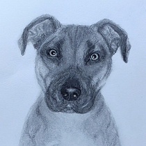 Bestest Granddog Loki. Un projet de Dessin, Beaux Arts, Illustration naturaliste, Dessin au cra, on , et Dessin réaliste de awandering - 09.12.2024