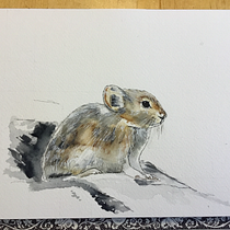 Collared Pika. Naturalistic Illustration, and Watercolor Painting project by S Carriere - 12.16.2024