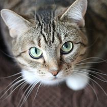 Guardería de gatos: tranquilidad para ti, felicidad para tu felino.. Un projet de Intelligence Artificielle , et Création de Contenu avec IA de Tamara Elizabeth Bajaña Anzules - 18.12.2024