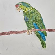 Proyecto final del curso Cotorra Puertorriqueña . Desenho realista, Ilustração tradicional, Pintura em aquarela e Ilustração naturalista projeto de Wilneliz Quiñones Benítez - 21.12.2024