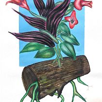 Arte botánico contemporáneo. Traditional illustration, Botanical Illustration, Fine Arts, Gouache Painting, and Watercolor Painting project by contactgutierrezcampos - 12.22.2024
