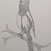Elster. Drawing, Traditional illustration, Naturalistic Illustration, and Pencil Drawing project by Rose - 01.04.2025
