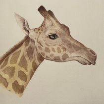 My project for course: Watercolor Illustration: Painting Realistic Wildlife. Fine Arts, Naturalistic Illustration, Painting, and Watercolor Painting project by katejl - 01.05.2025